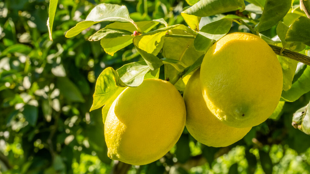 Сезонен плод: Лимон